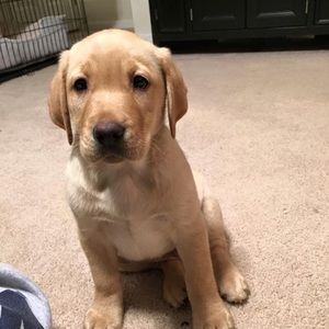 Meet your Posher, Holly